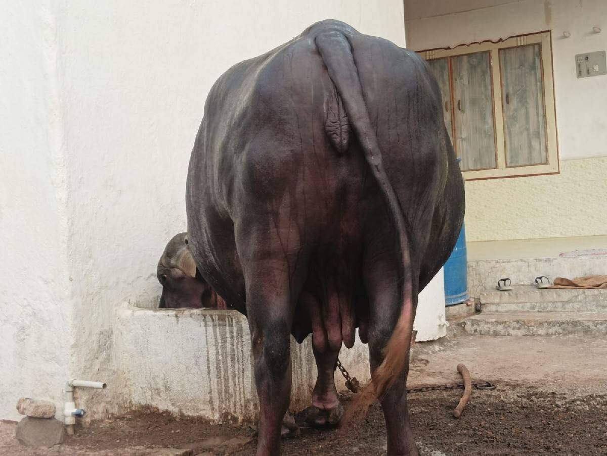 ભેસ વેચવા ની છે