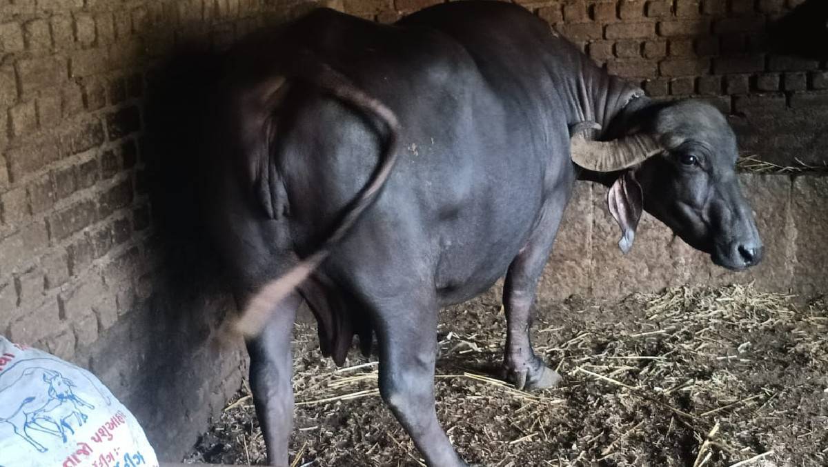 ભેસ વેચવા ની છે
