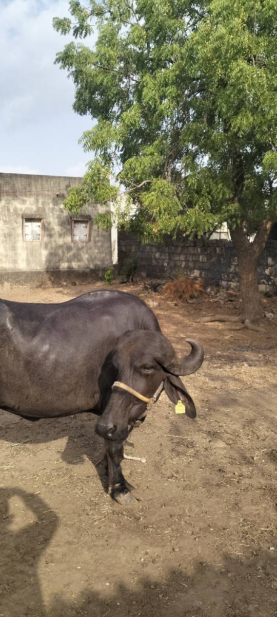 ખડેલી વેચવાની છે