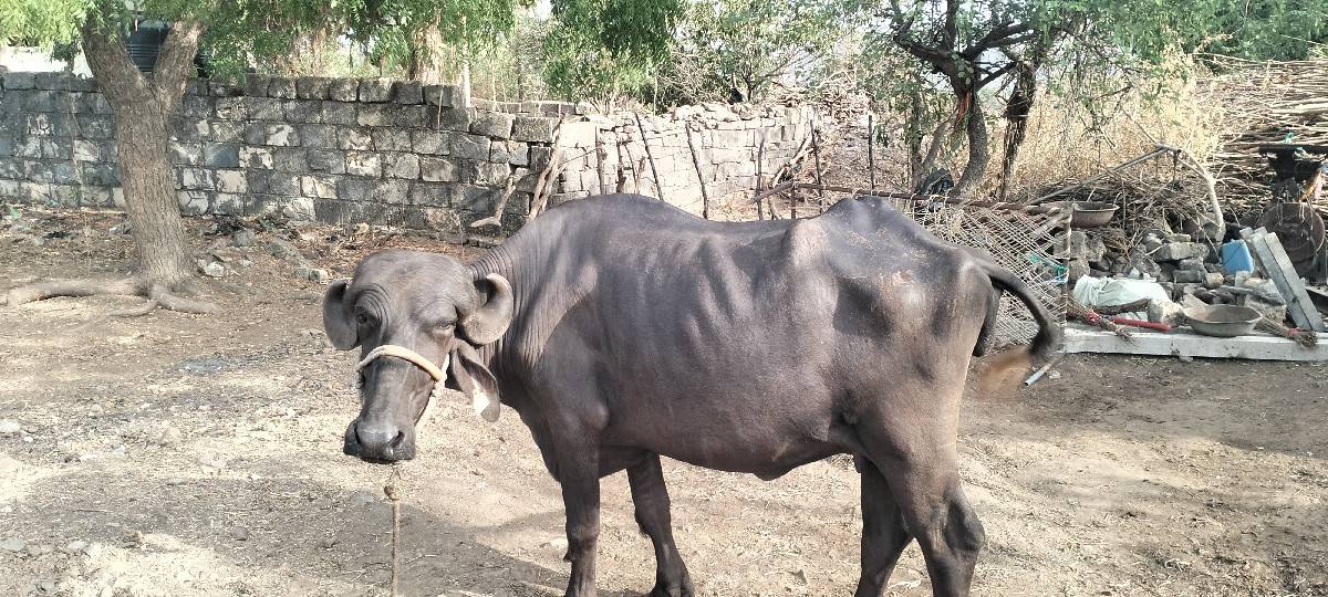 ખડેલી વેચવાની છે