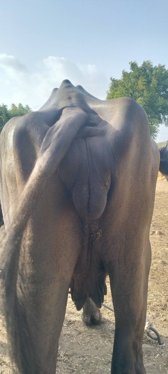 ખડેલી વેચવાની છે