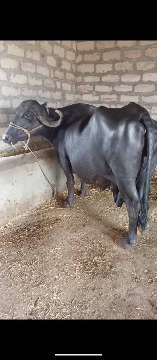 ભેંસ વેચવાની છે