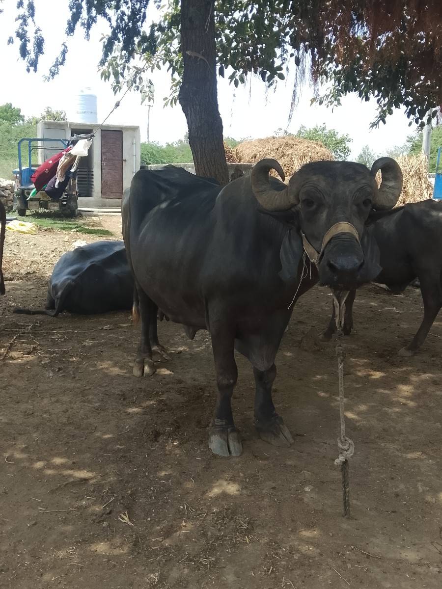 ભેંસ વેચવાની છે