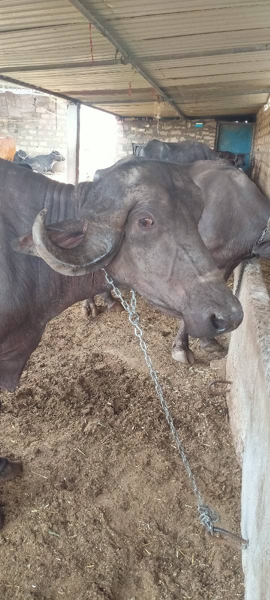 ભેંસ વેચવાની છે