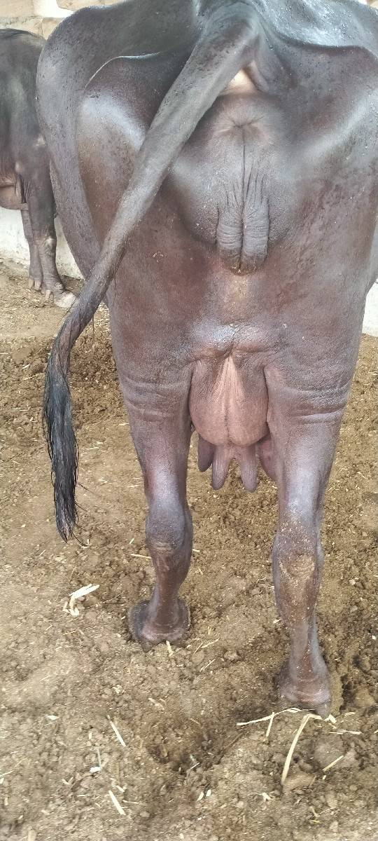 ભેંસ વેચવાની છે