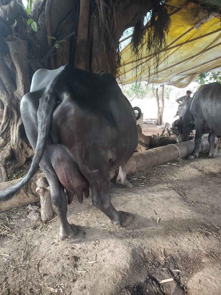 ભેંસ