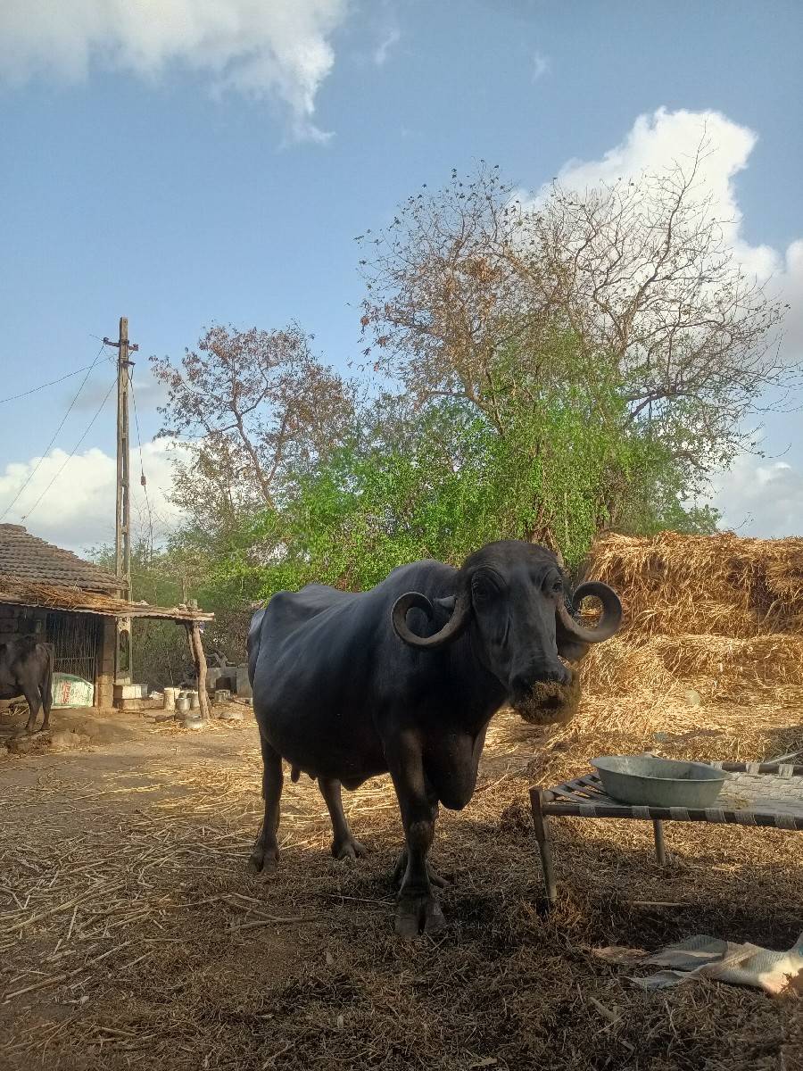 ભેંસ