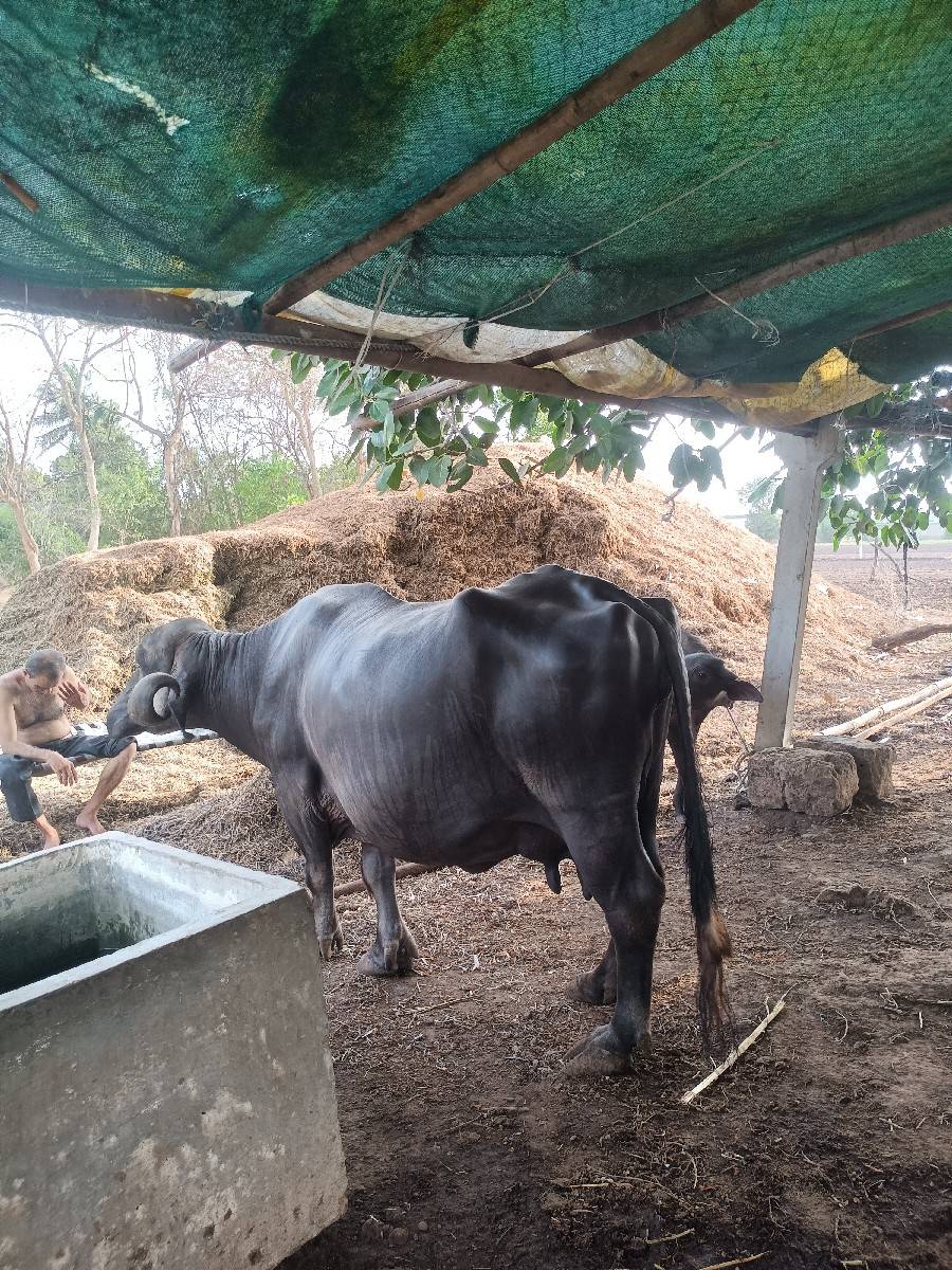 ભેંસ