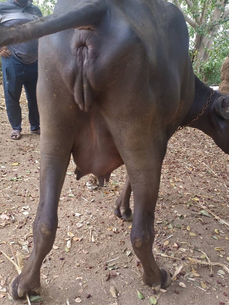 khedeli