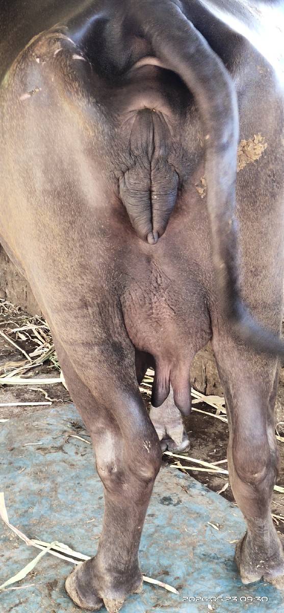 પેલું વેતર