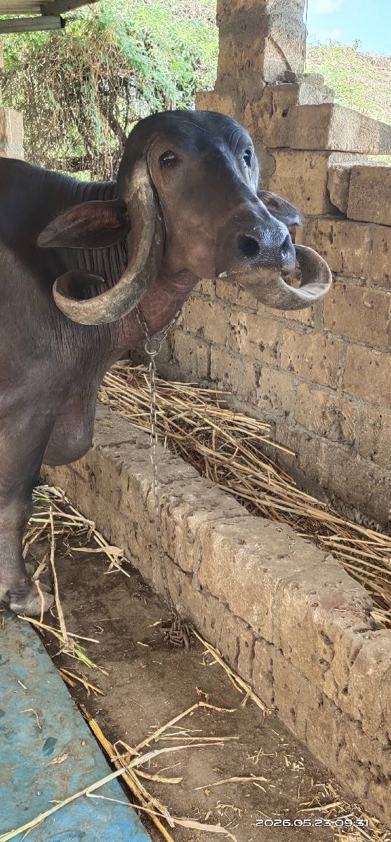 પેલું વેતર