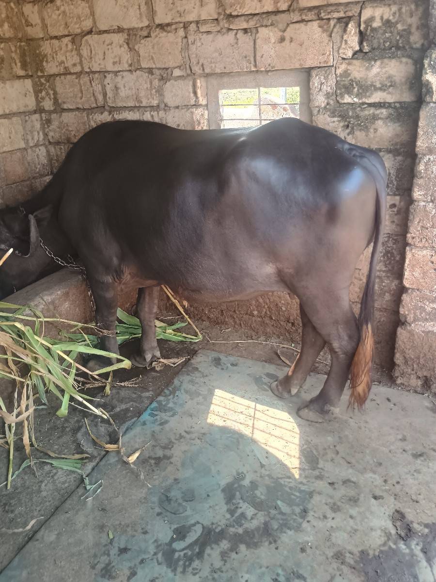 ભેંસ વેચવાની છે