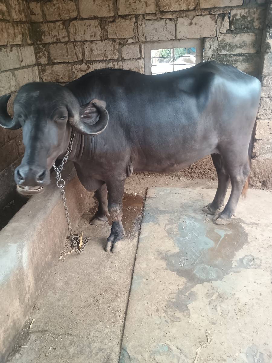 ભેંસ વેચવાની છે
