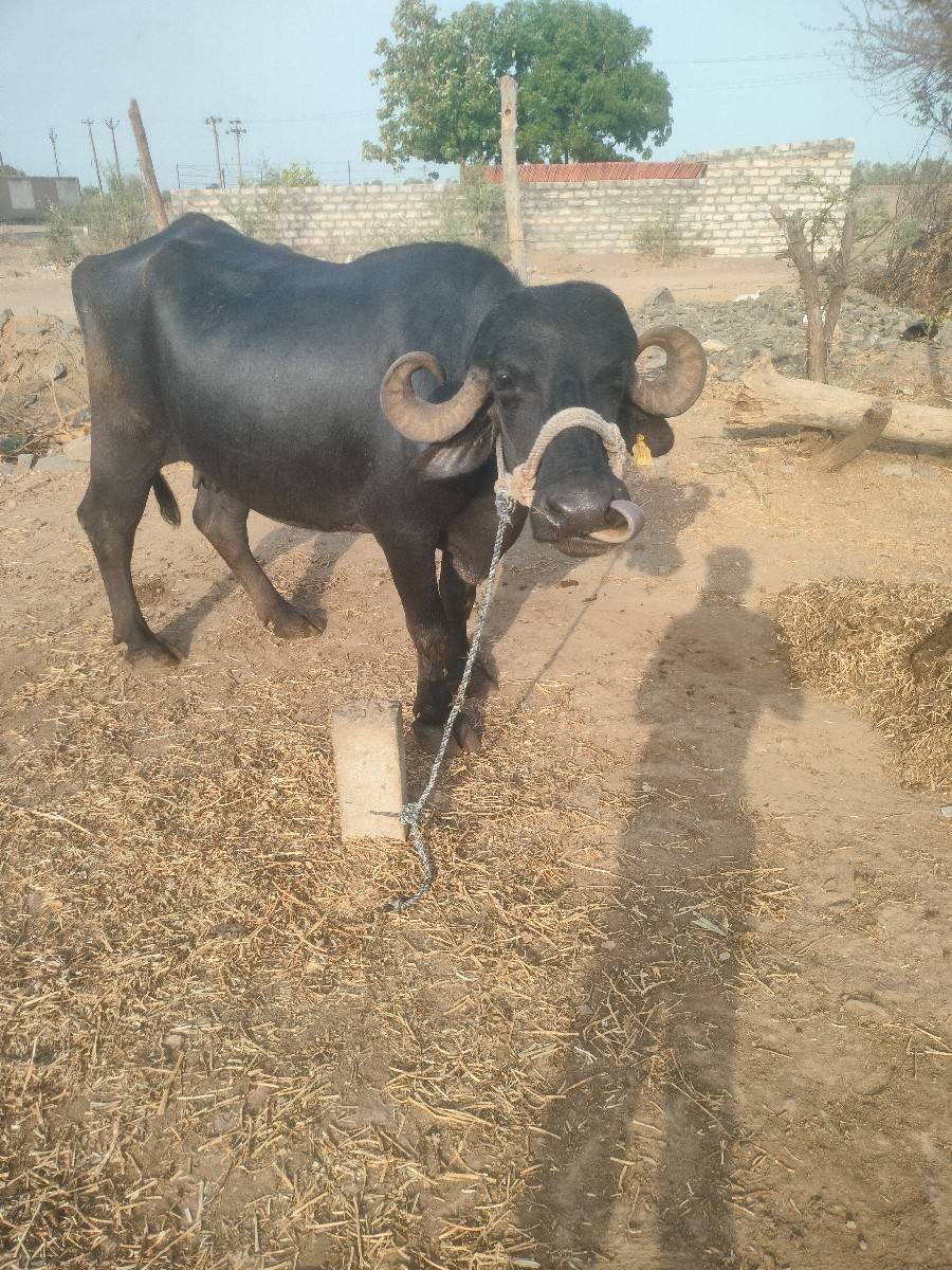 વેચવાની છે