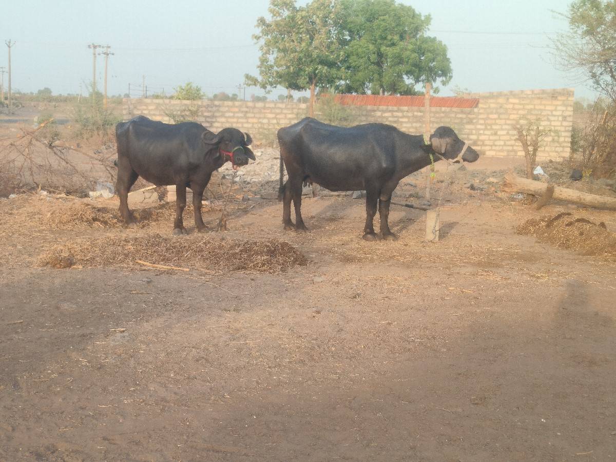 વેચવાની છે