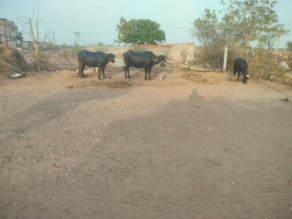 વેચવાની છે
