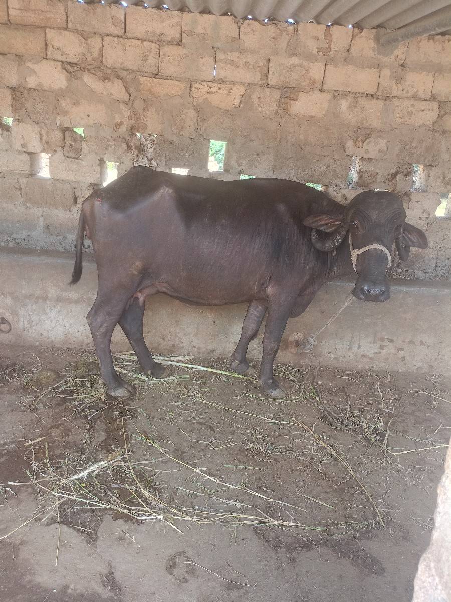 ભેંસ વેચવાની છે
