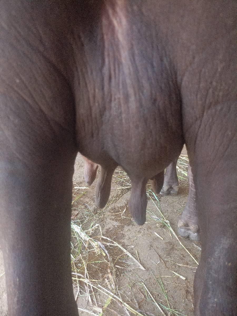 ભેંસ વેચવાની છે