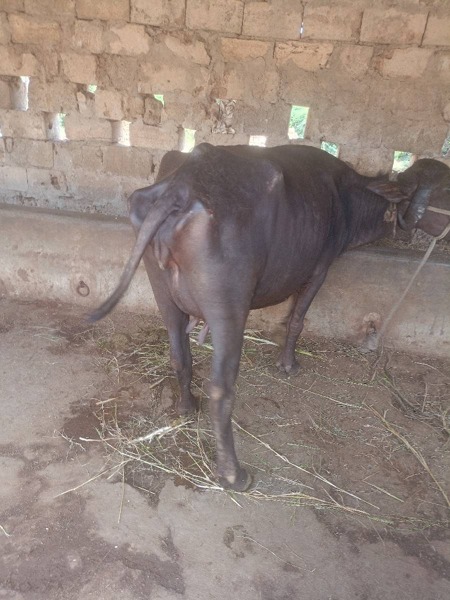 ભેંસ વેચવાની છે