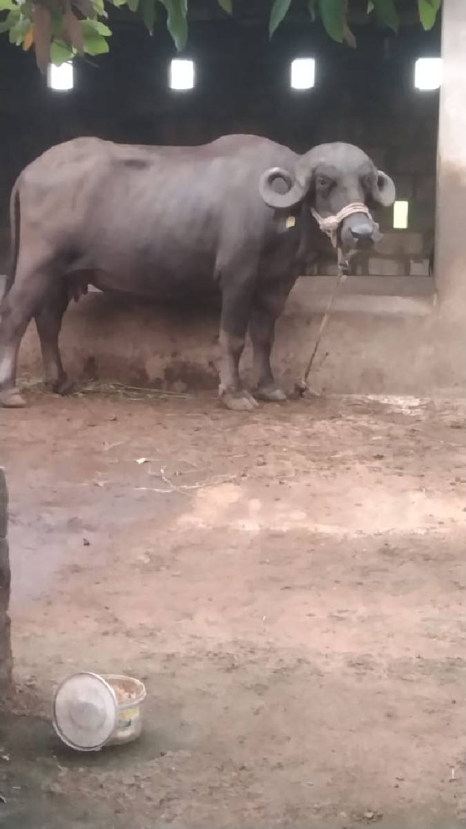 1 ભેંસ વેચવાની છે