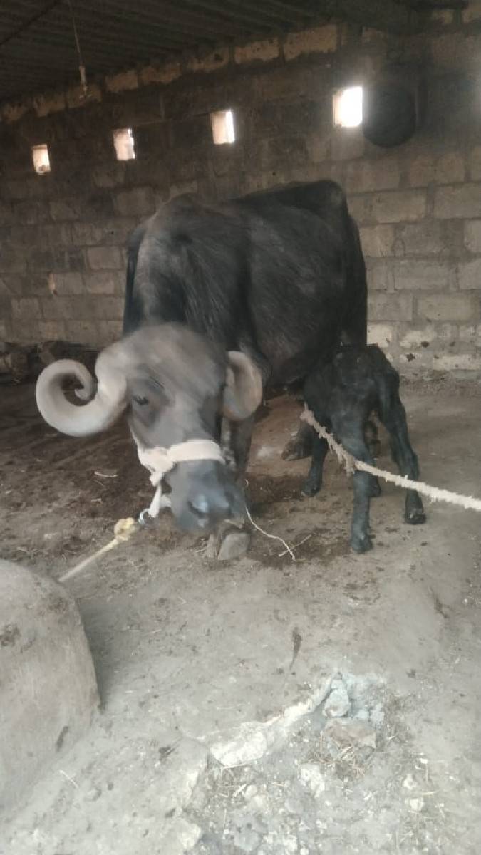 1 ભેંસ વેચવાની છે