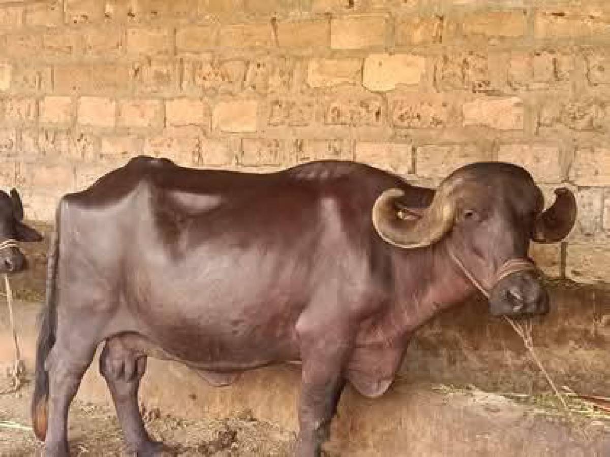 ભેંસ વેચવાની છે