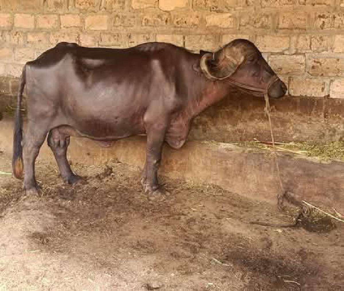 ભેંસ વેચવાની છે
