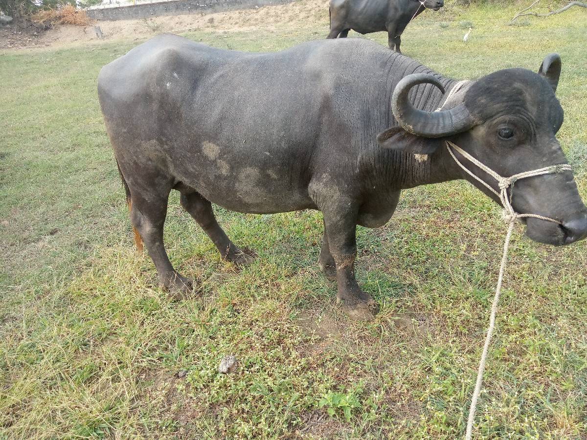 ચાચ ચાચ લીટર દુધ છે