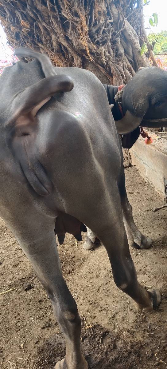 બે દાજે ખડેલી