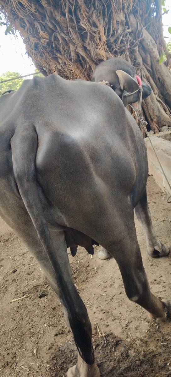 બે દાજે ખડેલી