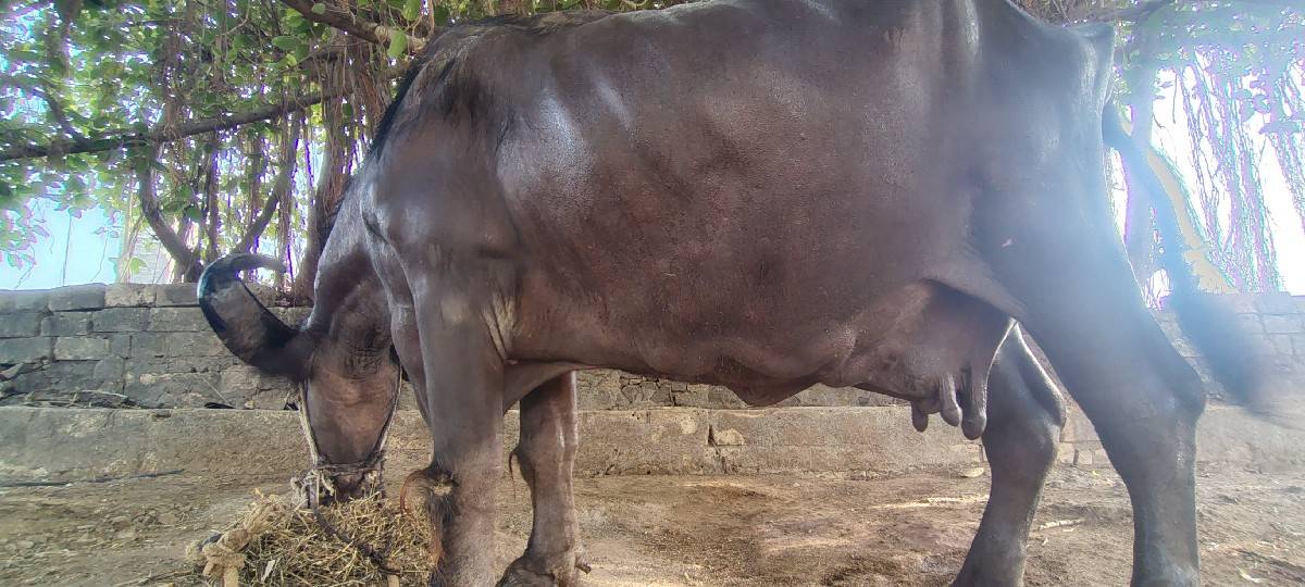 ભેંસ વેચવાની છે