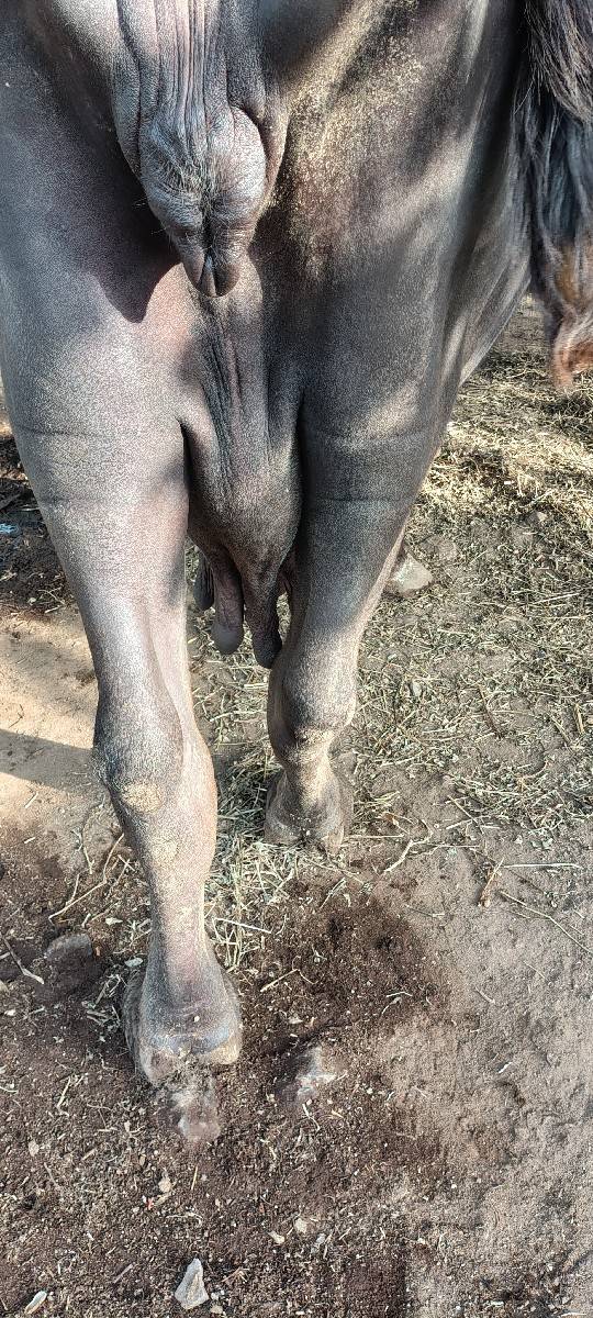 ભેંસ વેચવાની છે