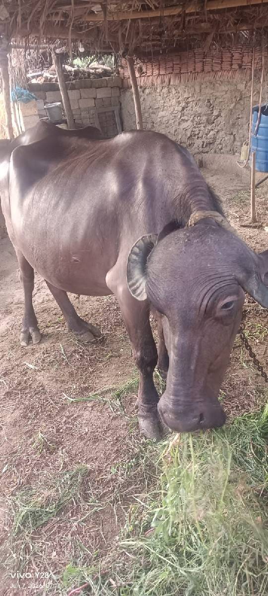 ભેંશ વેચવા ની છે