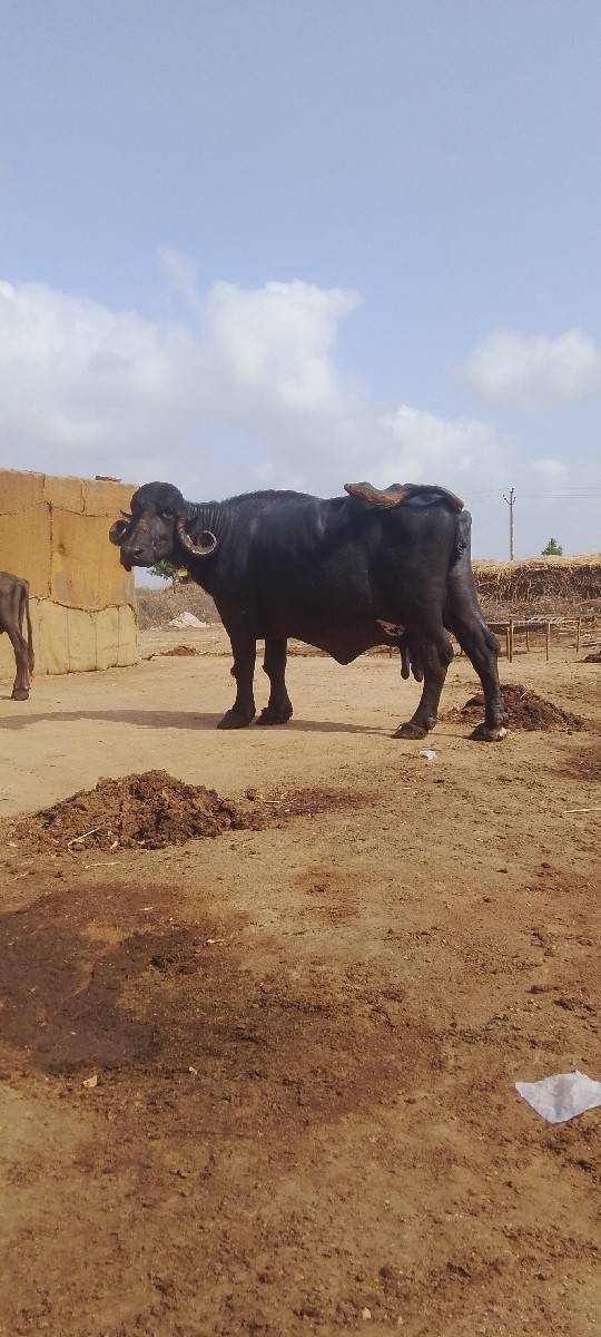 ભેંસ વેચવાની છે ત્રીજો વેધર