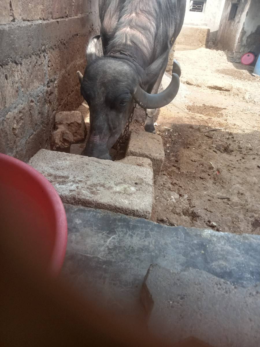 દેવાભાયસિધલ