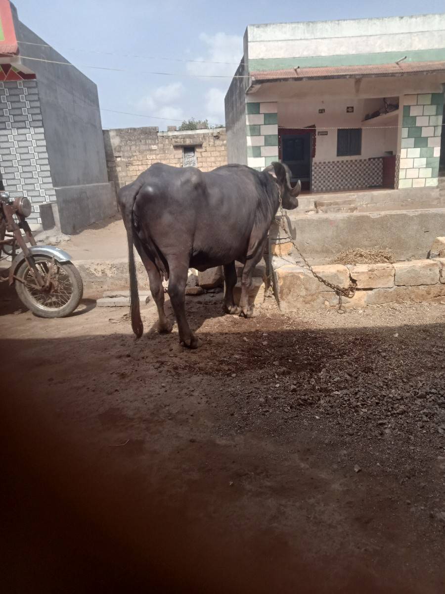 દેવાભાયસિધલ