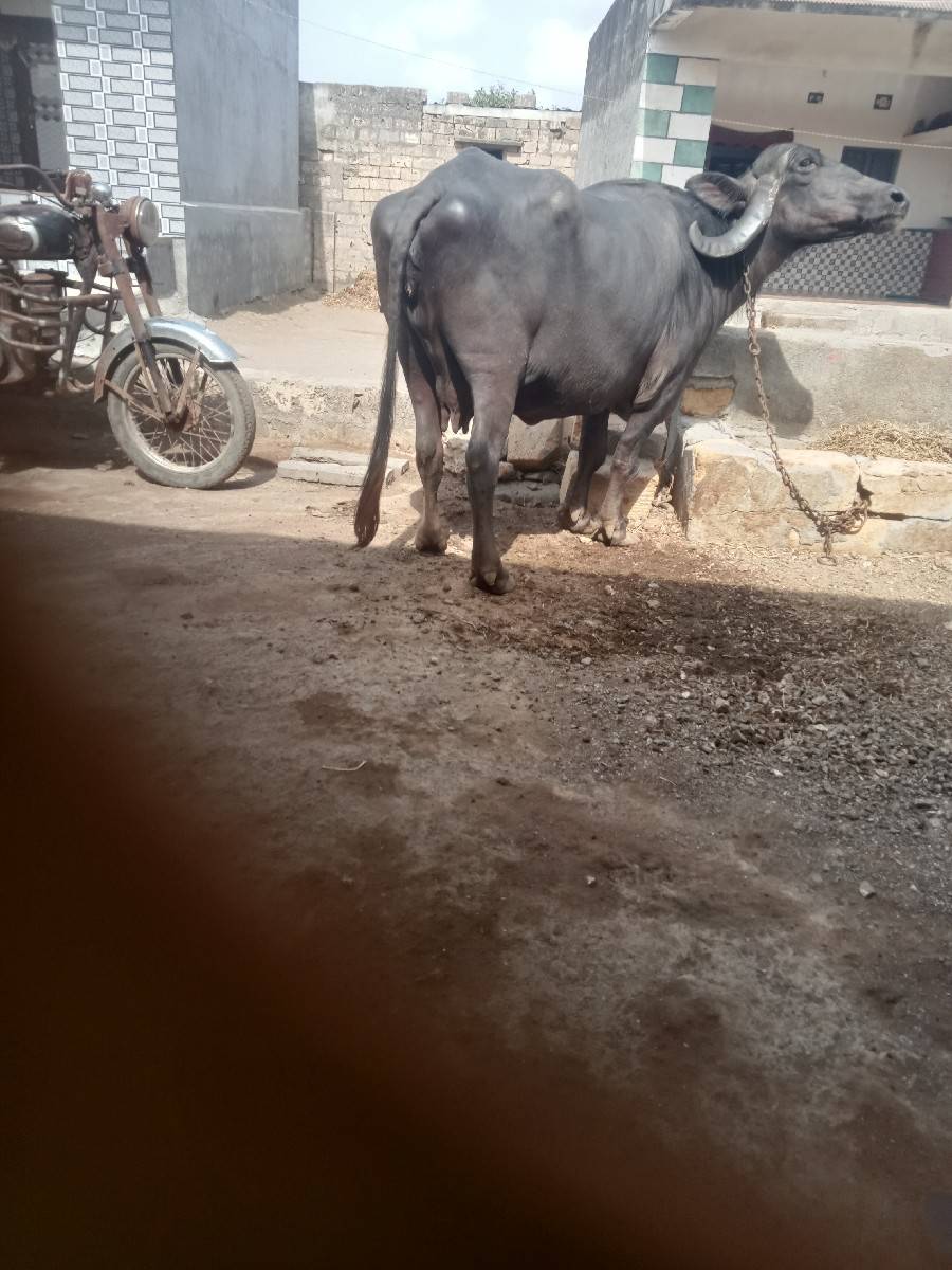 દેવાભાયસિધલ