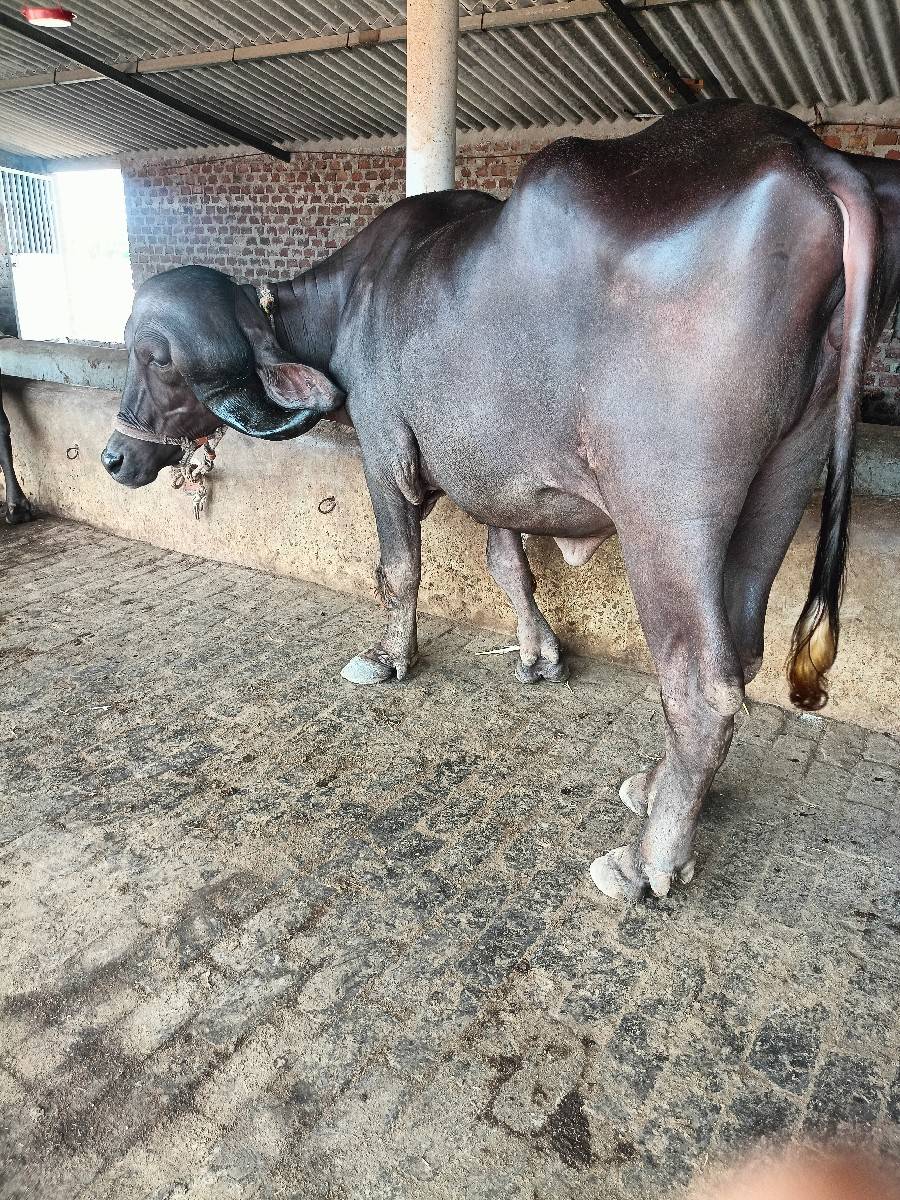 બે પેલા વેતર