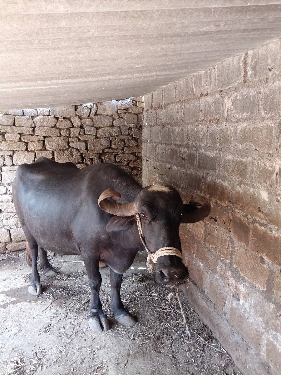 ભેંસ વેચવાની છે