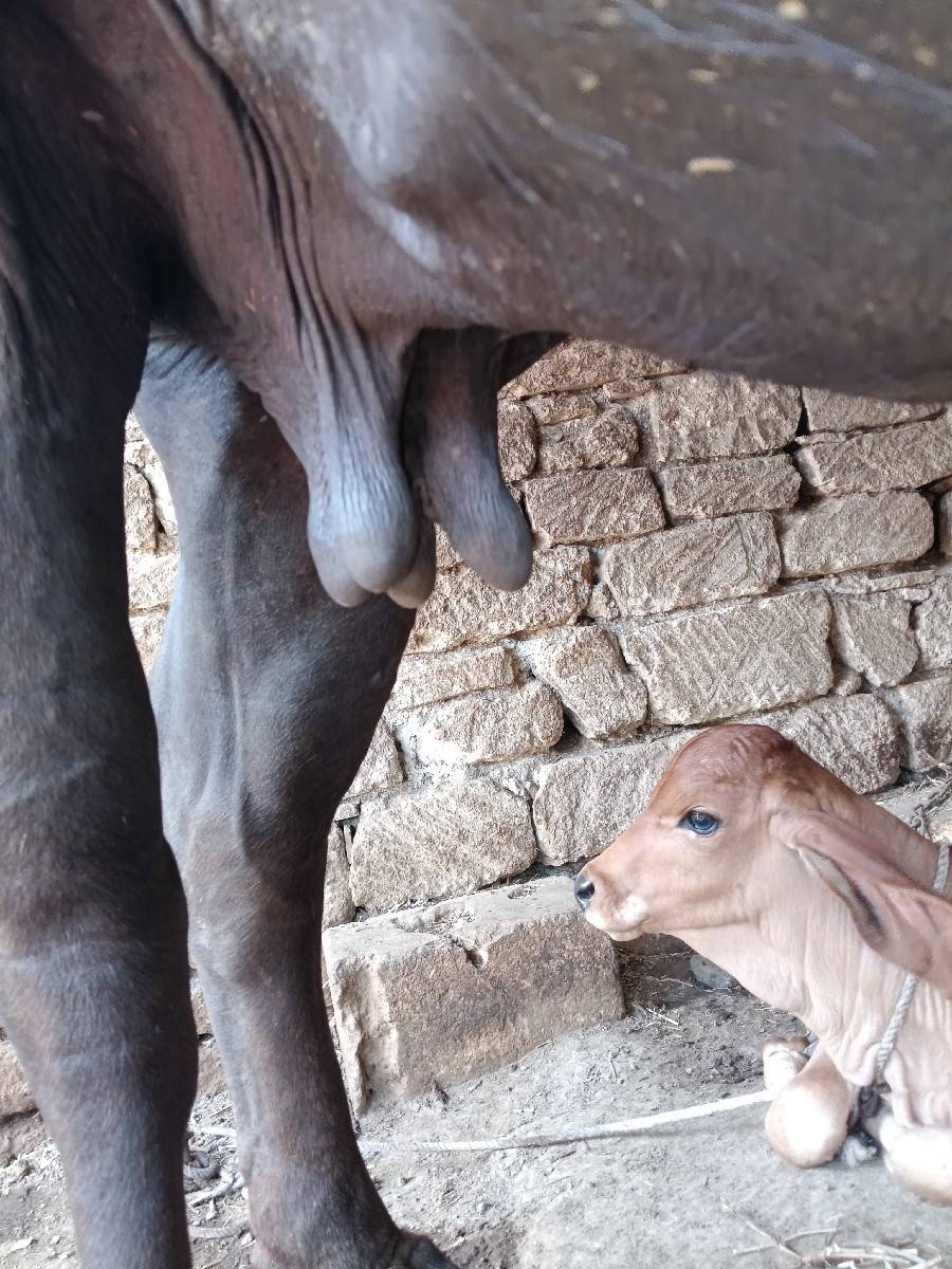 ભેંસ વેચવાની છે