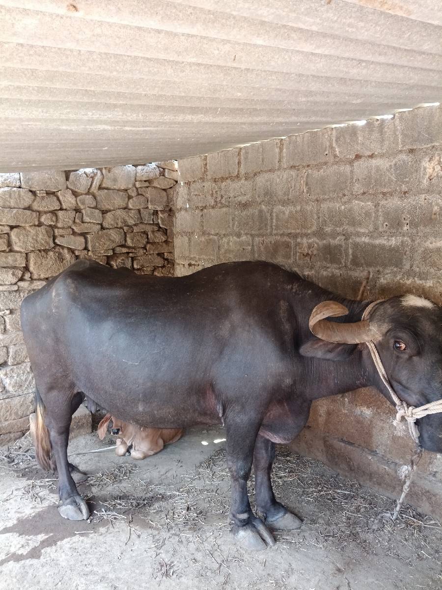 ભેંસ વેચવાની છે