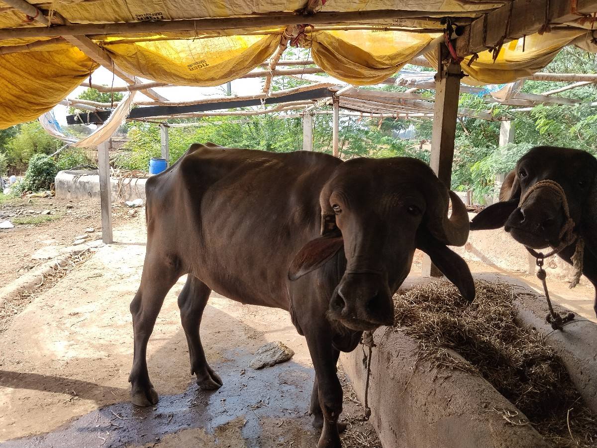 ખડૅલી વૅચવાની છૅ