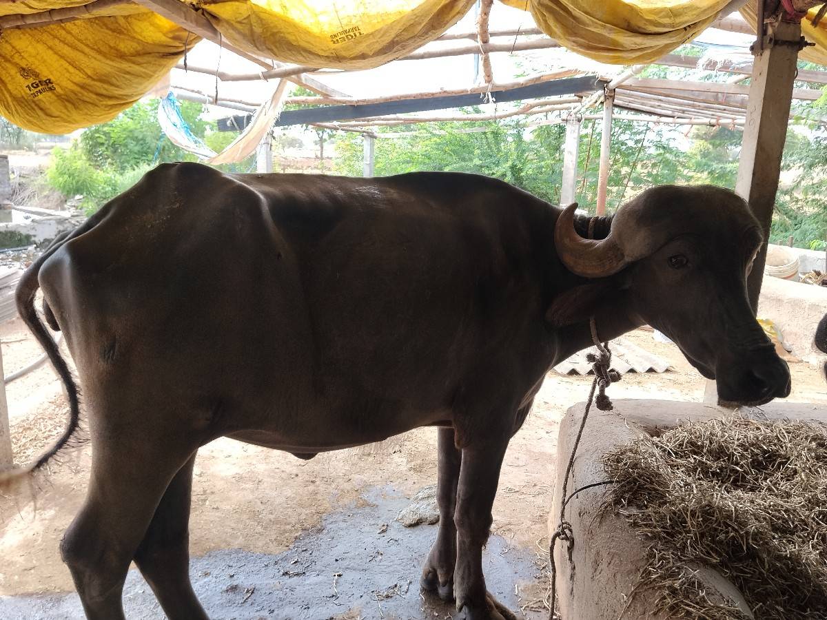 ખડૅલી વૅચવાની છૅ