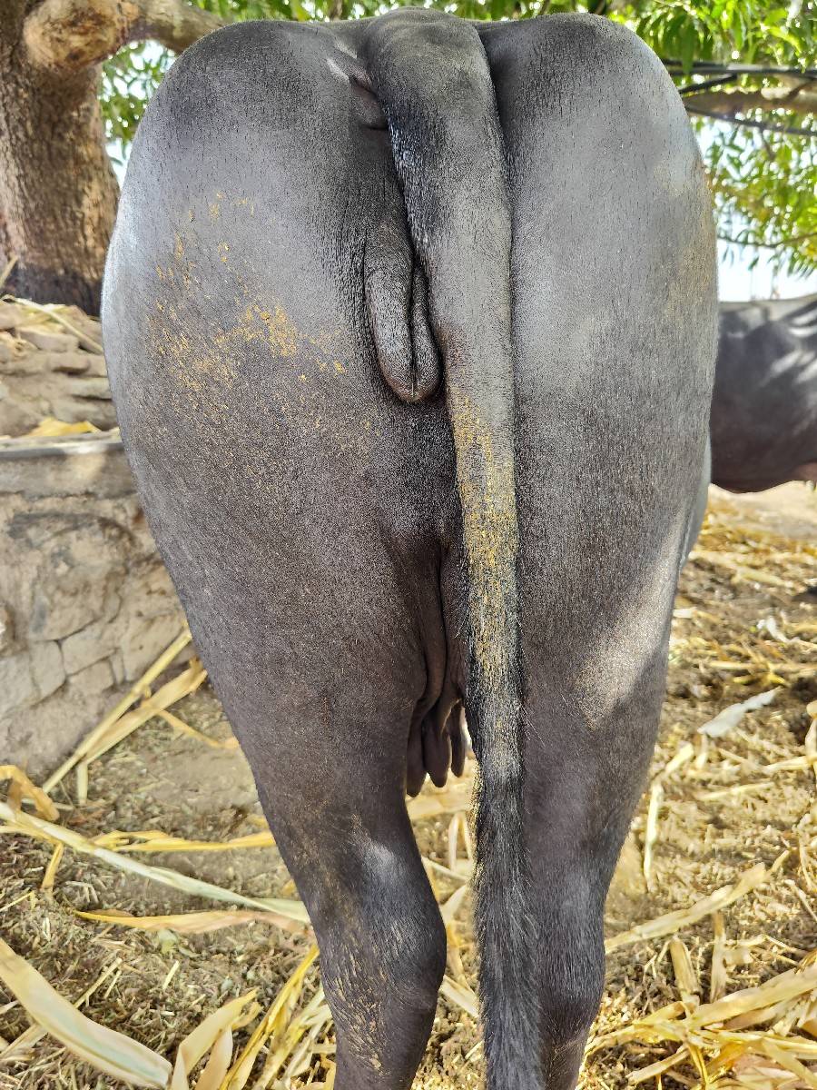 ભેસ