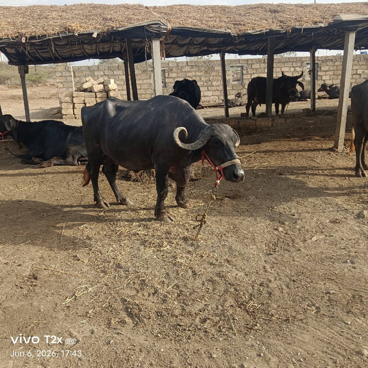 તીજું વેતર