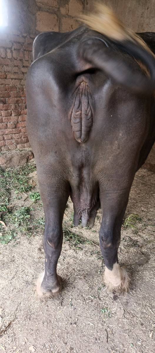 બે ભેસ વેચવાની છે