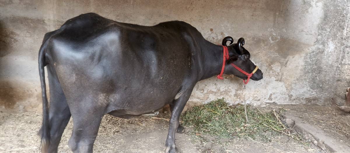 બે ભેસ વેચવાની છે