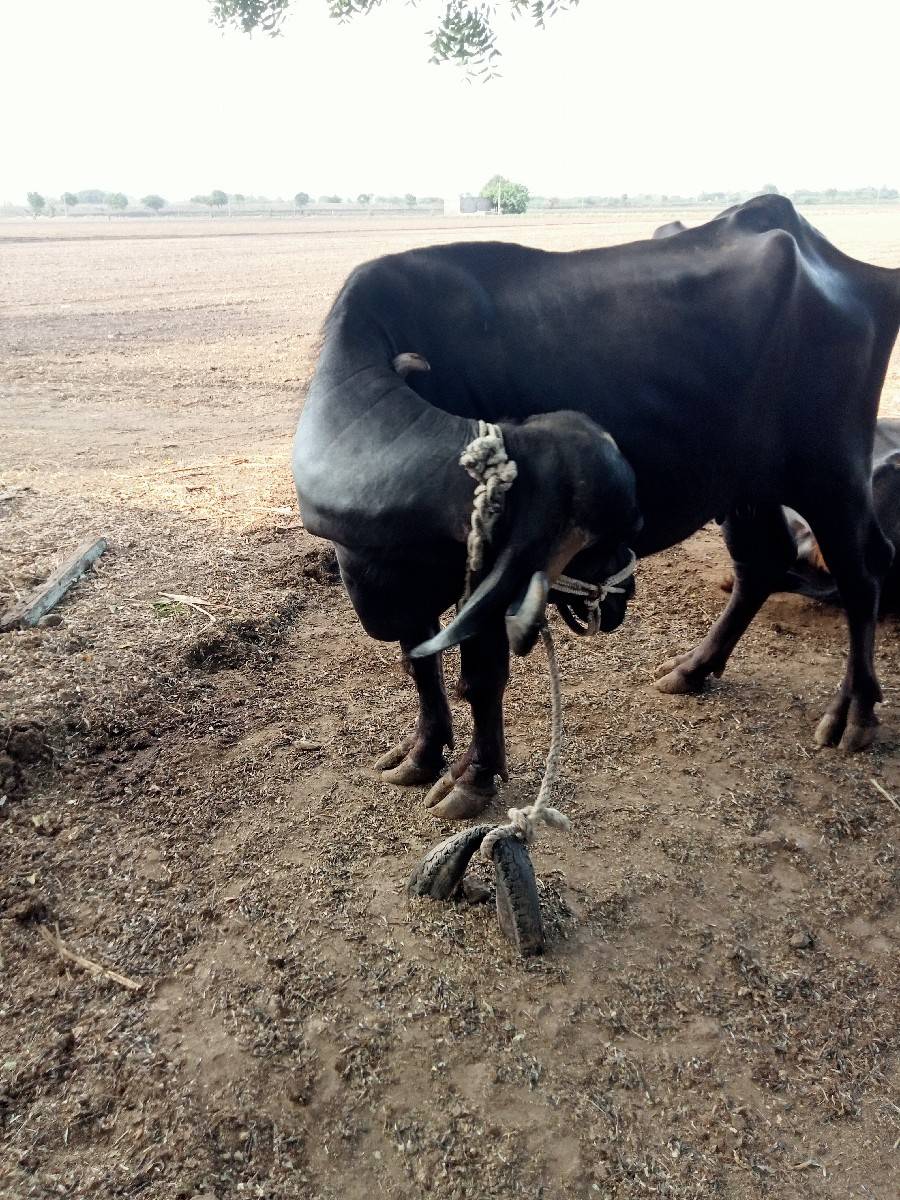 ભેંસ