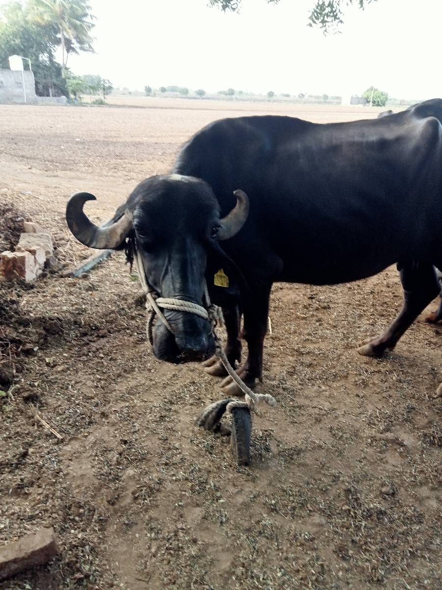 ભેંસ