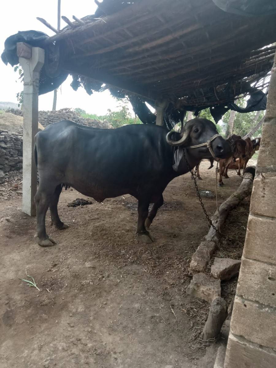 પેલું વેતર ખડેલું વેચવાનું છે 9:30